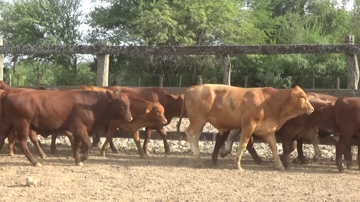 Feria de Plata ─ lote Lote 14 – N° insp. 5849