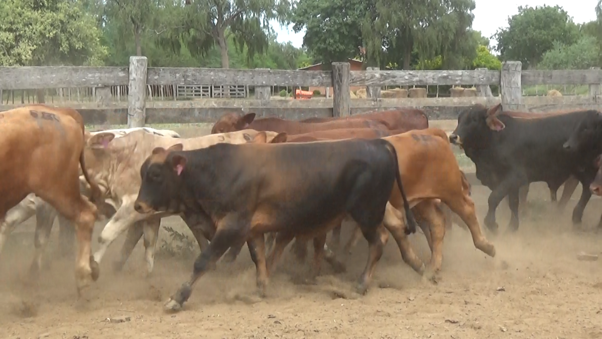 Feria de Plata ─ lote 14.3