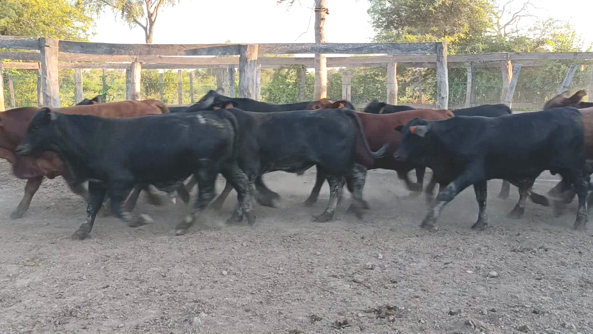 Feria de Plata ─ lote 15.1