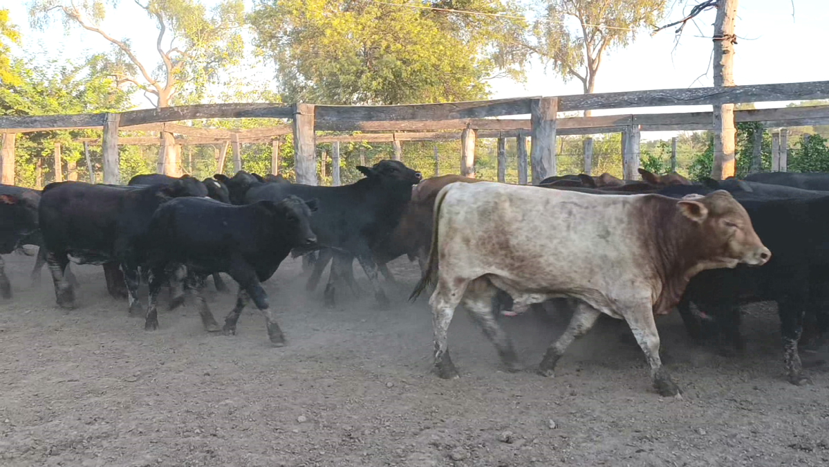 Feria de Plata ─ lote 15.2