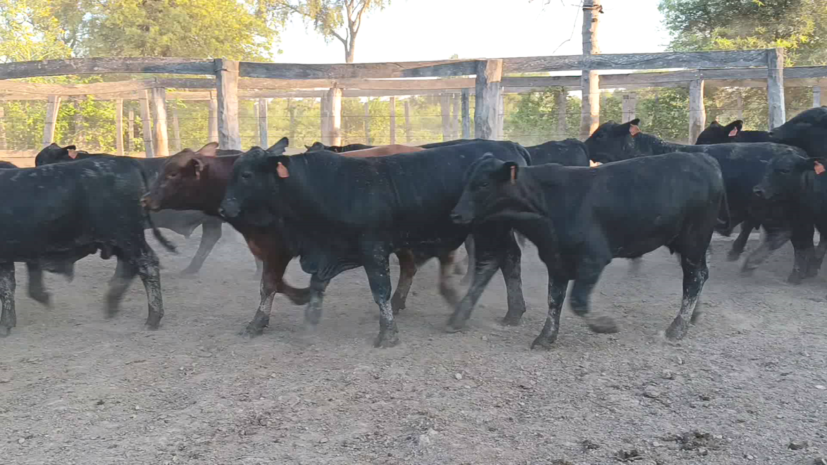 Feria de Plata ─ lote Lote 15 – N° insp. 5865