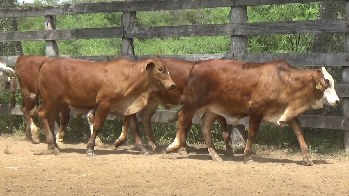 Feria de Plata ─ lote Lote 16 – N° insp. 5845