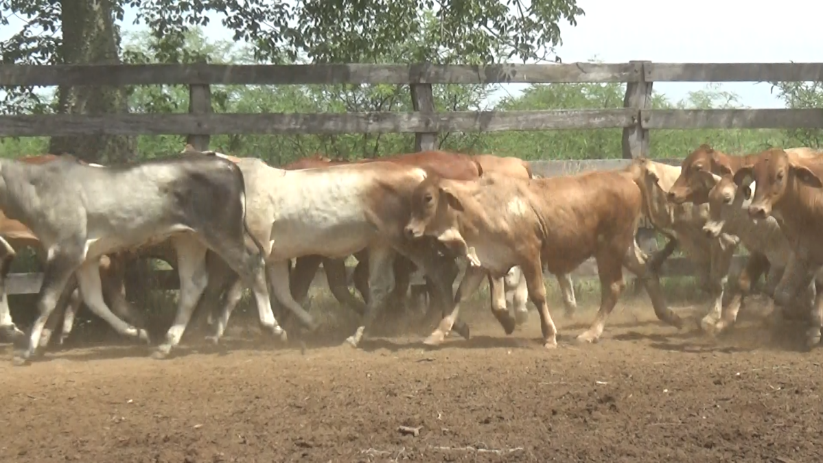 Feria de Plata ─ lote 16.2