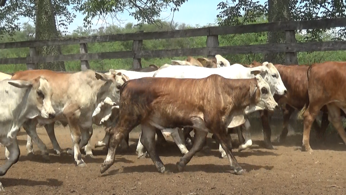 Feria de Plata ─ lote 16.3