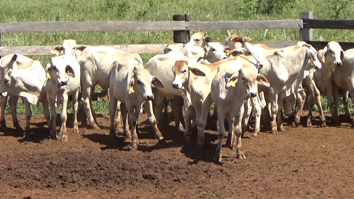 Feria de Plata ─ lote Lote 17 – N° insp. 5985