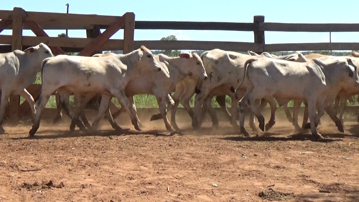 Feria de Plata ─ lote 17.2