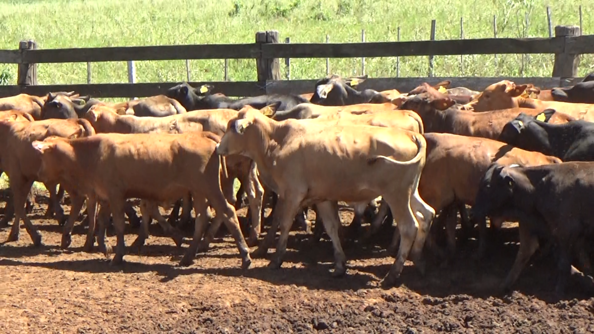 Feria de Plata ─ lote 17.3