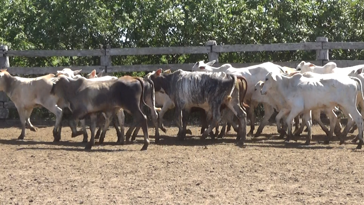 Feria de Plata ─ lote 18.1