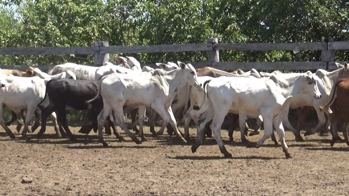 Feria de Plata ─ lote Lote 18 – N° insp. 5944