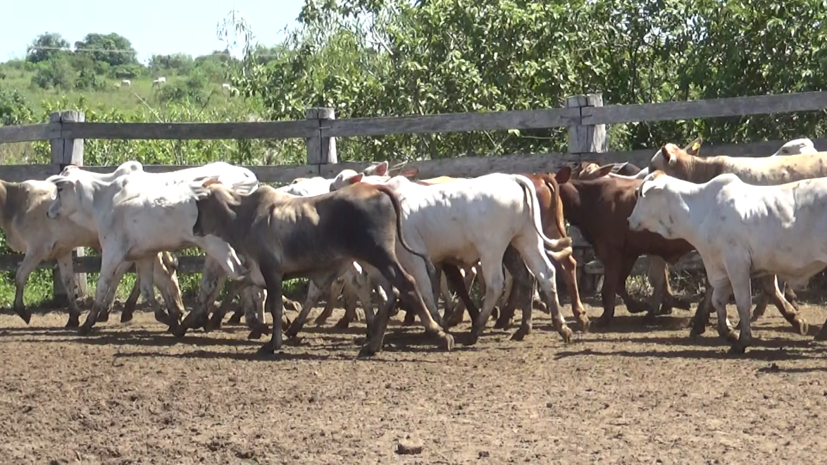 Feria de Plata ─ lote 18.3