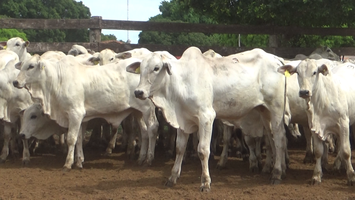 Feria de Plata ─ lote Lote 19 – N° insp. 5933