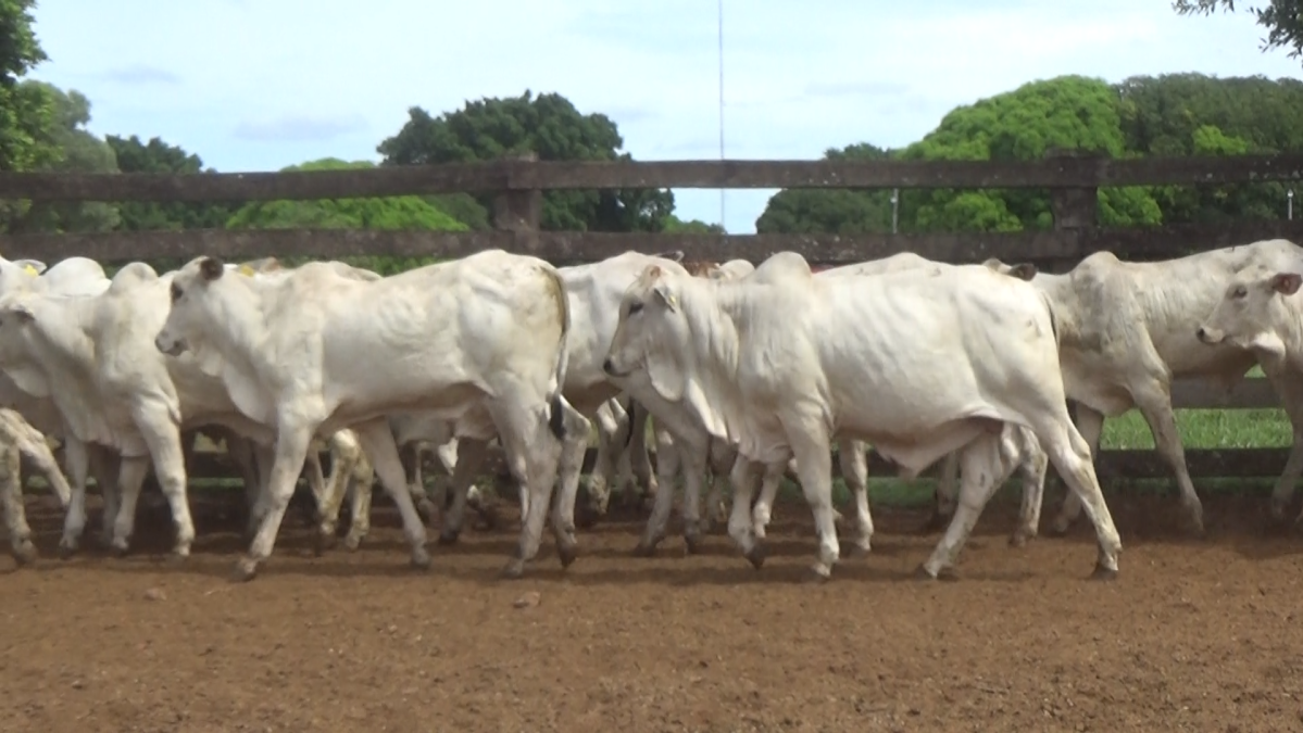 Feria de Plata ─ lote 19.2