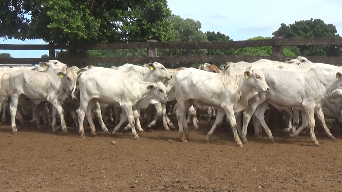 Feria de Plata ─ lote 19.3