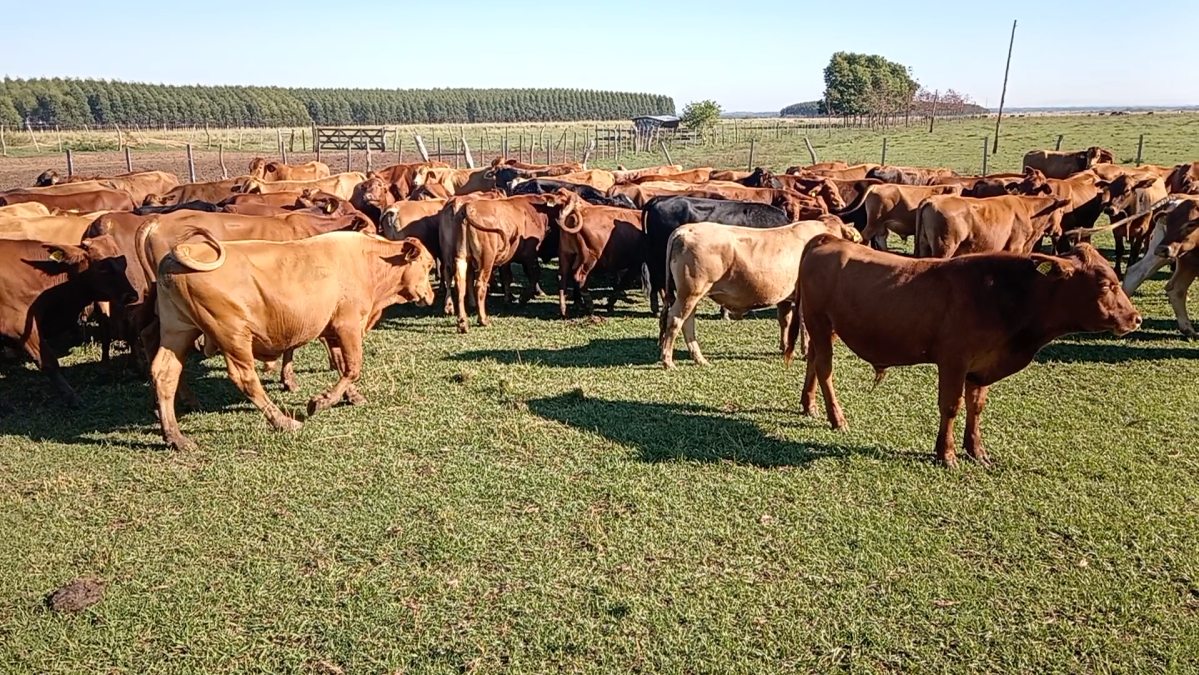 Feria de Plata ─ lote Lote 20 – N° insp. 6202