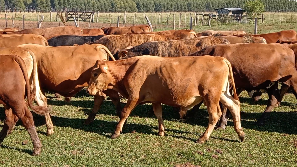 Feria de Plata ─ lote 20.2