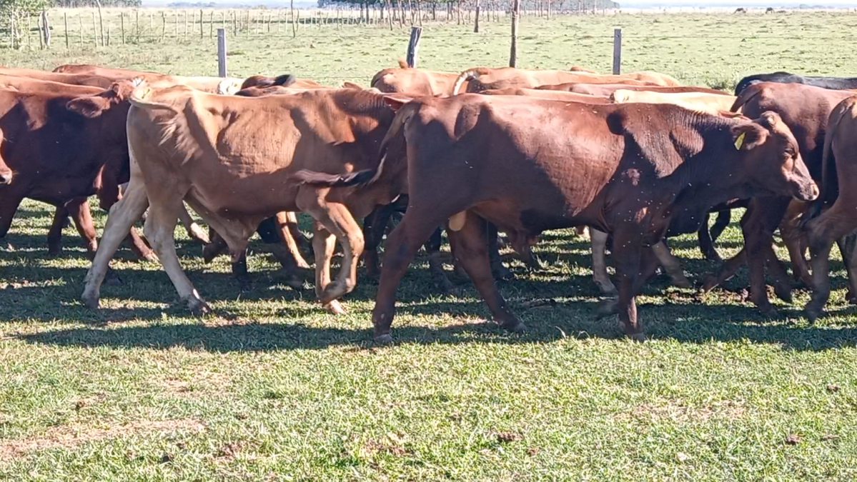 Feria de Plata ─ lote 20.3