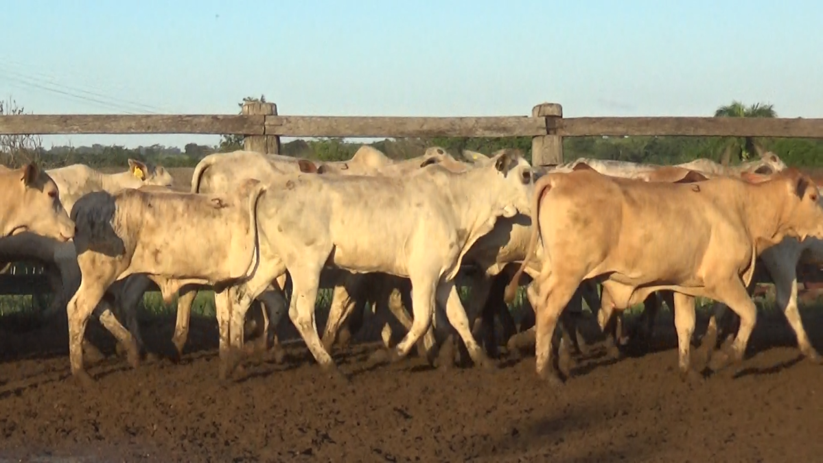 Feria de Plata ─ lote 21.1