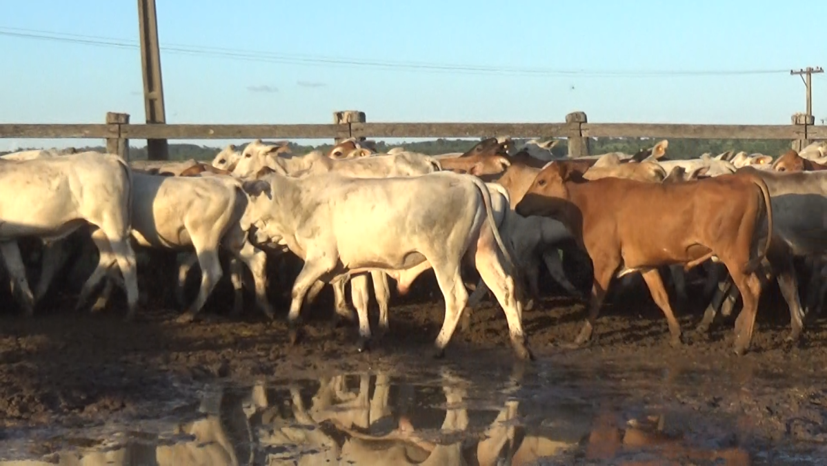 Feria de Plata ─ lote Lote 21 – N° insp. 5938