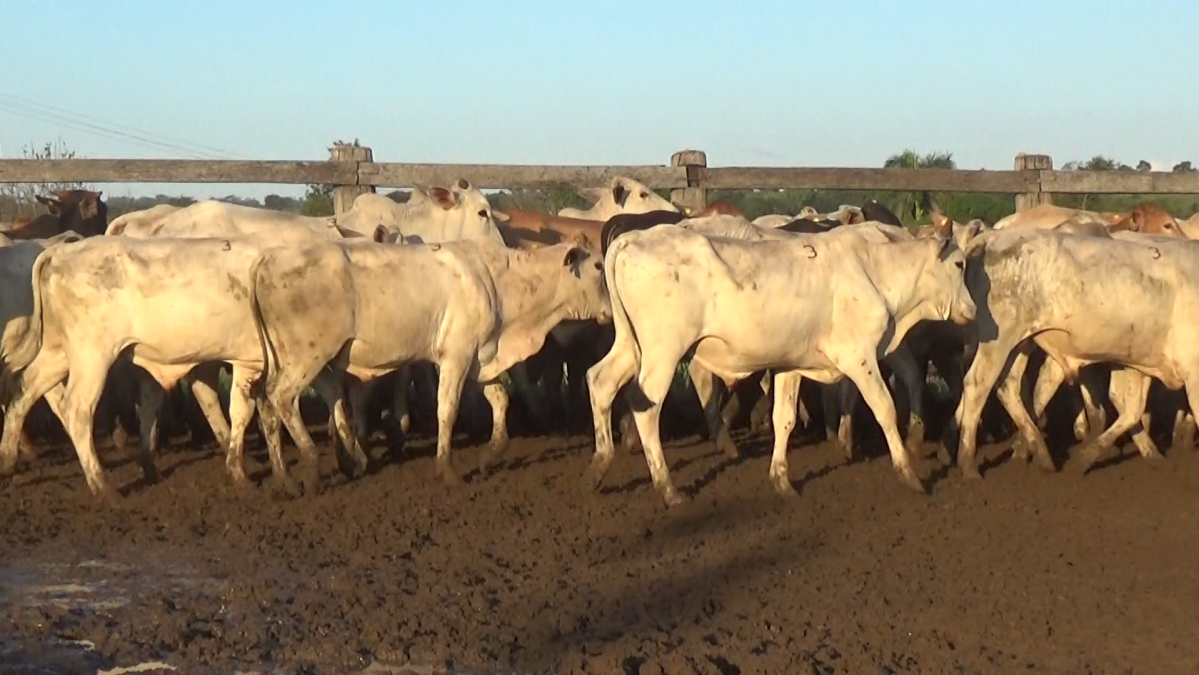 Feria de Plata ─ lote 21.3