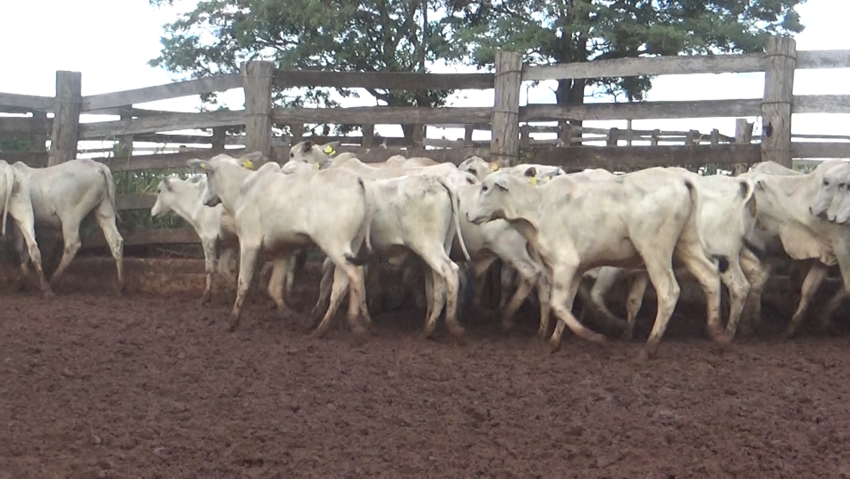 Feria de Plata ─ lote 23.1