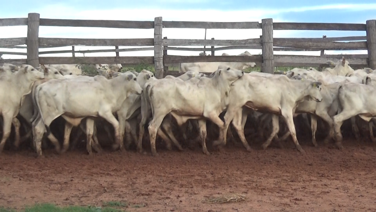 Feria de Plata ─ lote 23.2