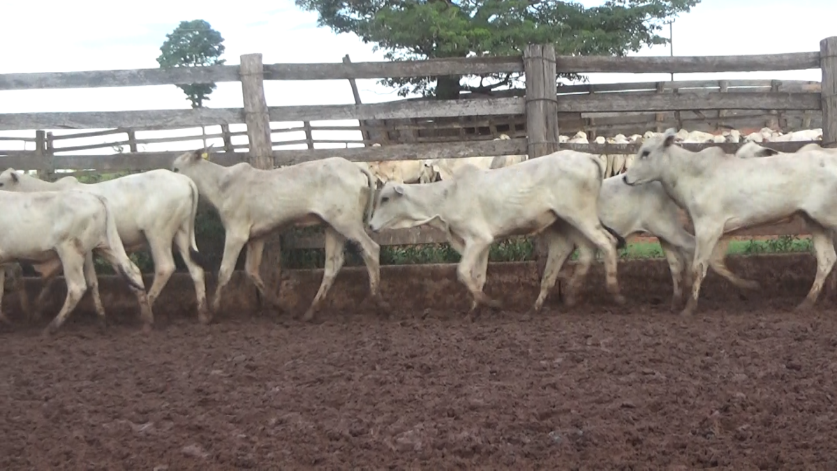 Feria de Plata ─ lote Lote 23 – N° insp. 5932