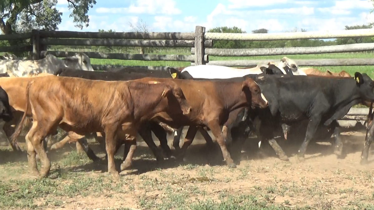 Feria de Plata ─ lote Lote 24 – N° insp. 6051