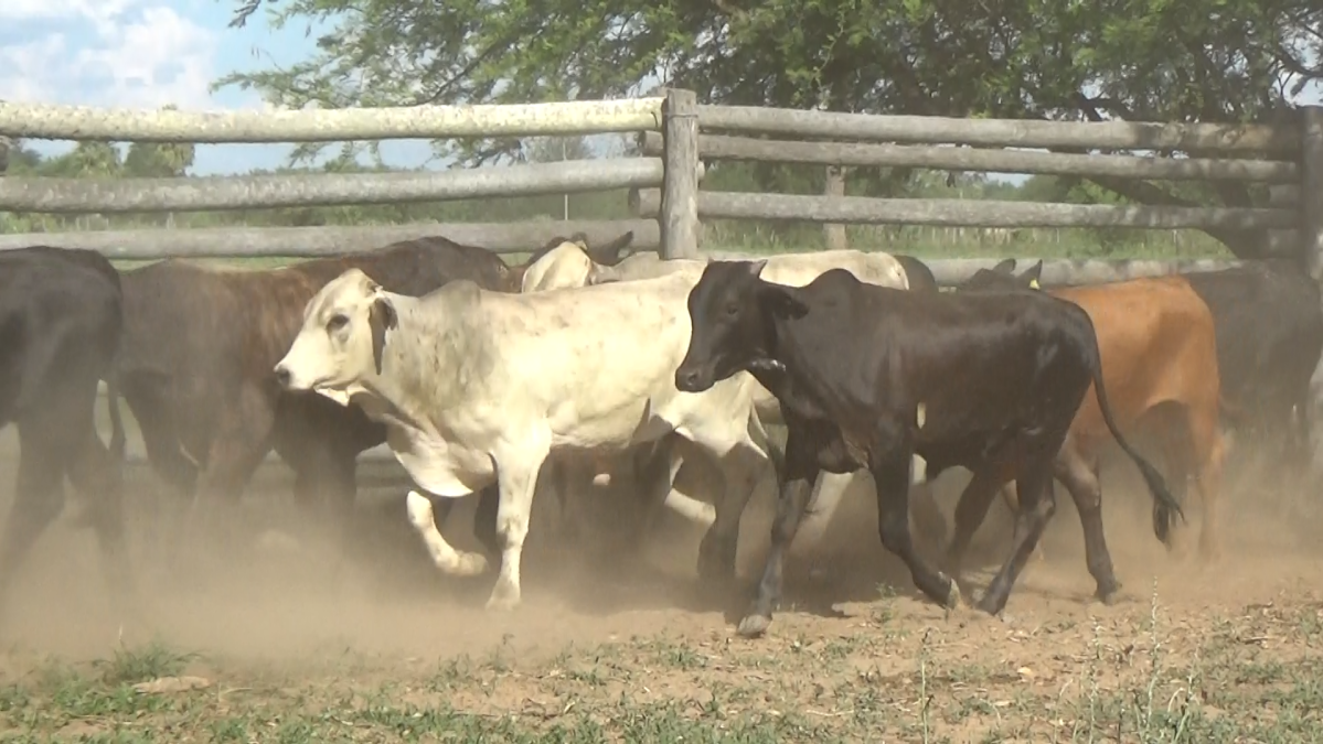 Feria de Plata ─ lote 24.2