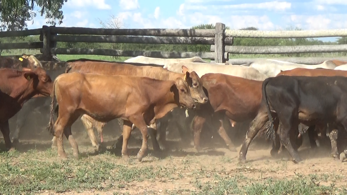 Feria de Plata ─ lote 24.3