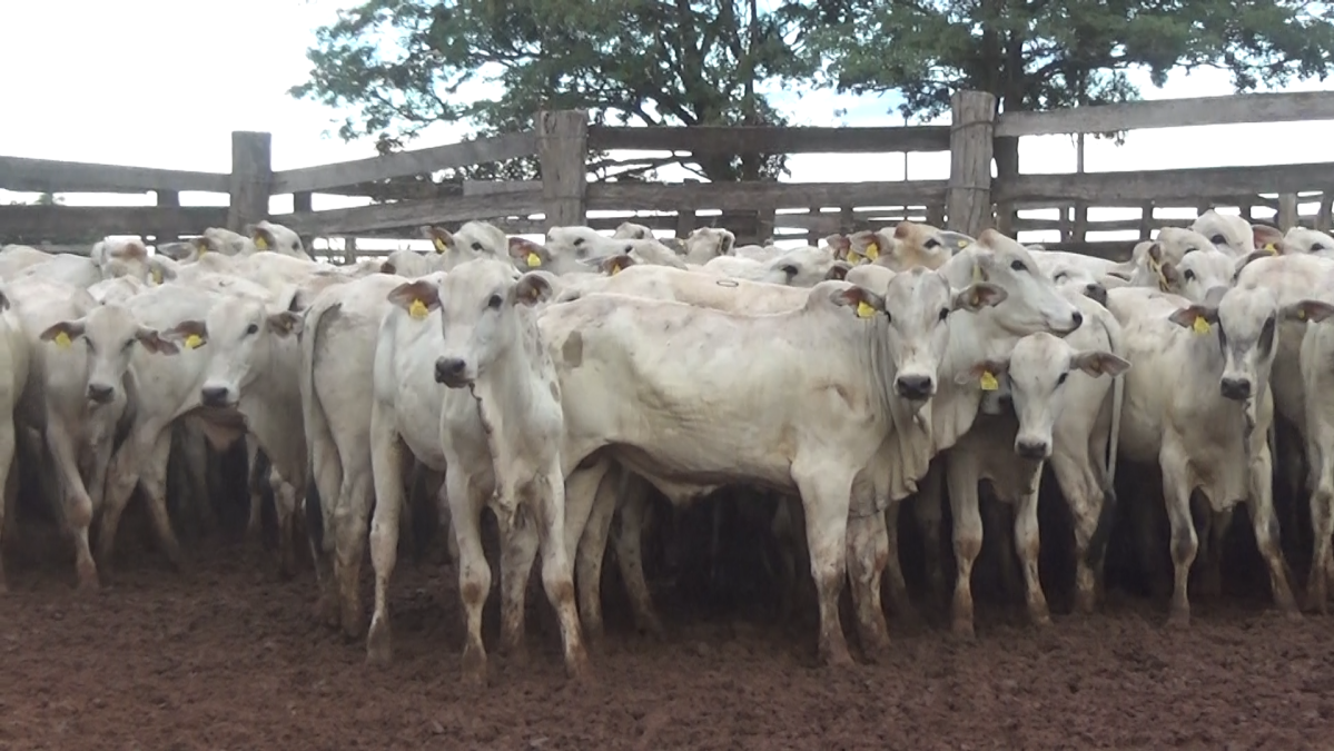 Feria de Plata ─ lote Lote 25 – N° insp. 5931