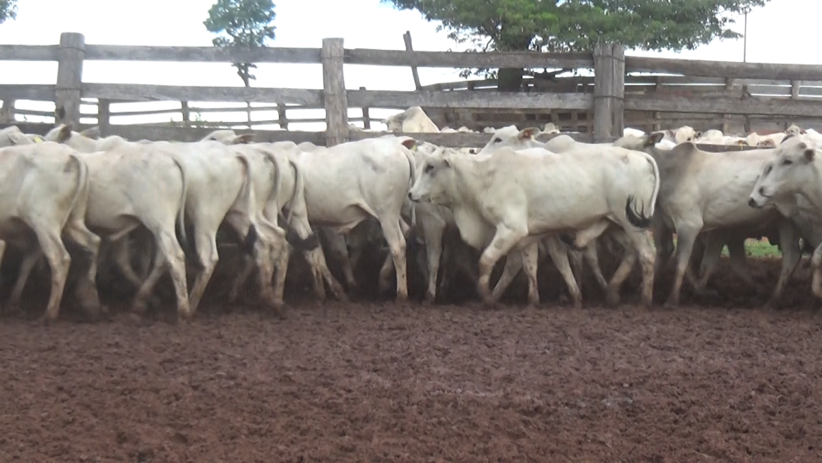 Feria de Plata ─ lote 25.2