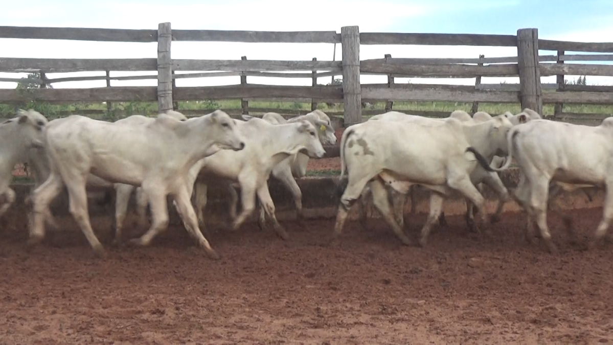 Feria de Plata ─ lote 25.3