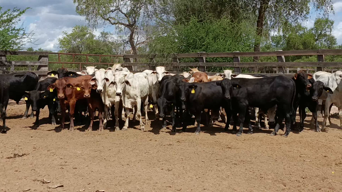 Feria de Plata ─ lote Lote 26 – N° insp. 5861