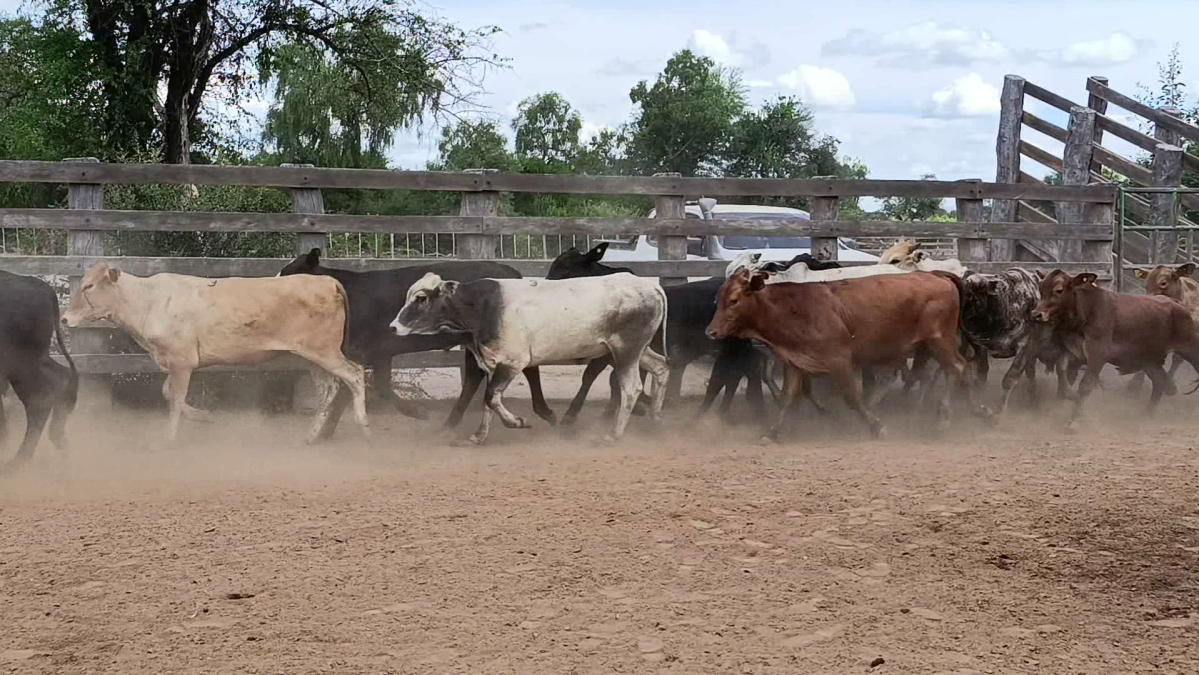 Feria de Plata ─ lote 26.2