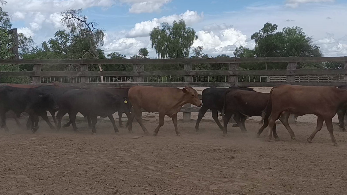 Feria de Plata ─ lote 26.3