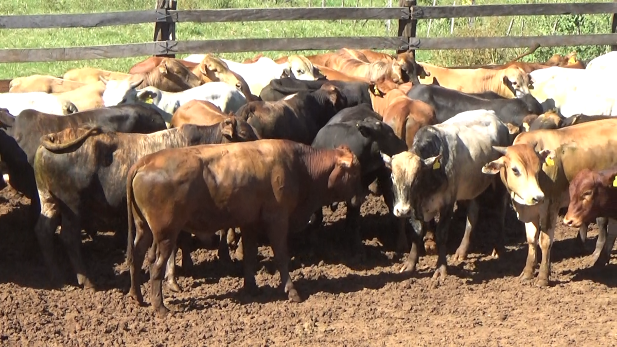 Feria de Plata ─ lote Lote 27 – N° insp. 5984