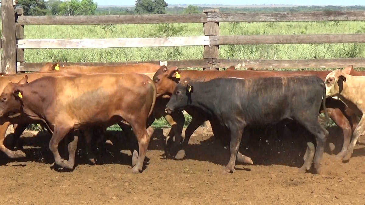 Feria de Plata ─ lote 27.2