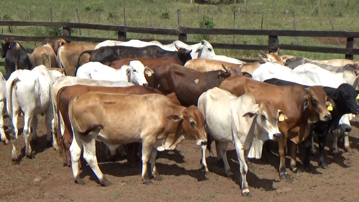 Feria de Plata ─ lote Lote 28 – N° insp. 5983