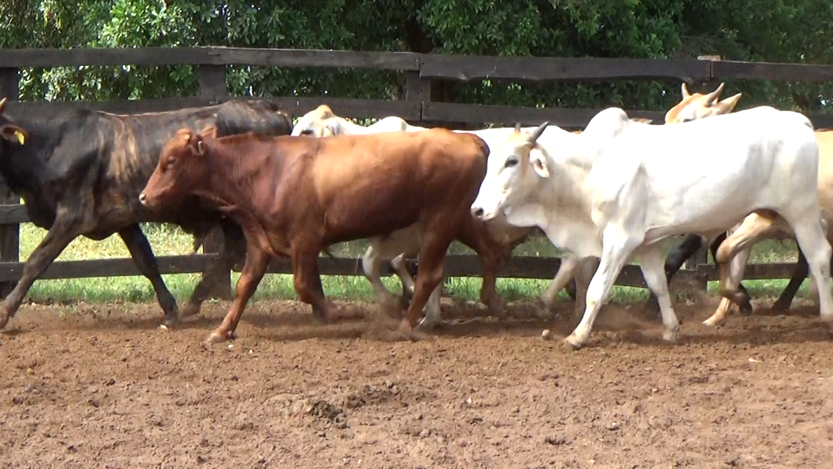 Feria de Plata ─ lote 28.2