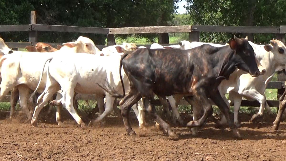 Feria de Plata ─ lote 28.3