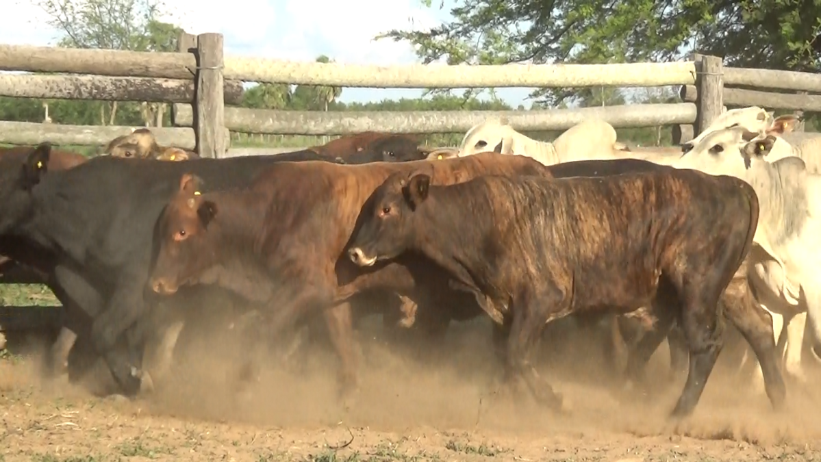 Feria de Plata ─ lote 29.1