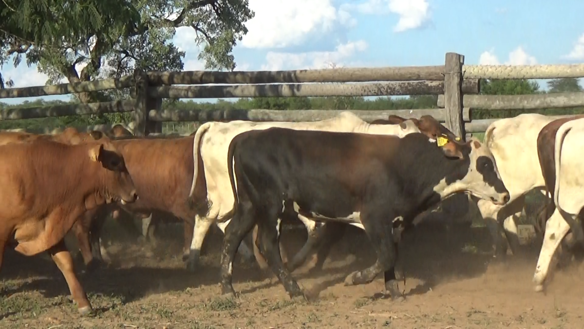 Feria de Plata ─ lote 29.2