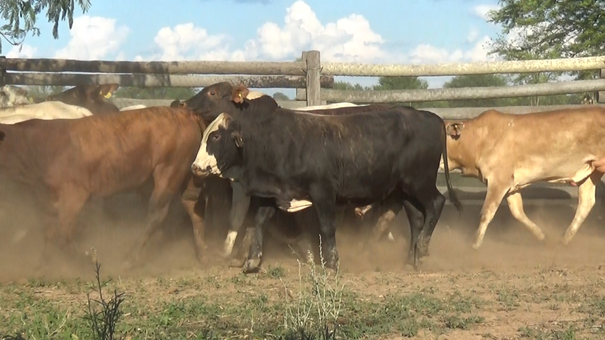 Feria de Plata ─ lote Lote 29 – N° insp. 6052