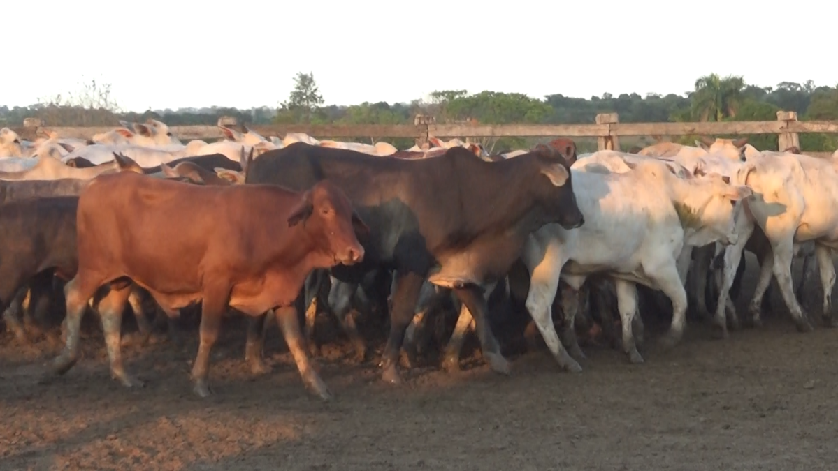 Feria de Plata ─ lote Lote 30 – N° insp. 5939