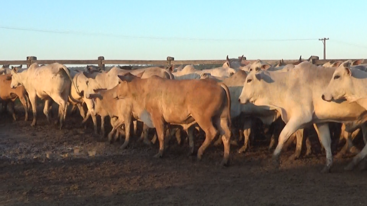 Feria de Plata ─ lote 30.2