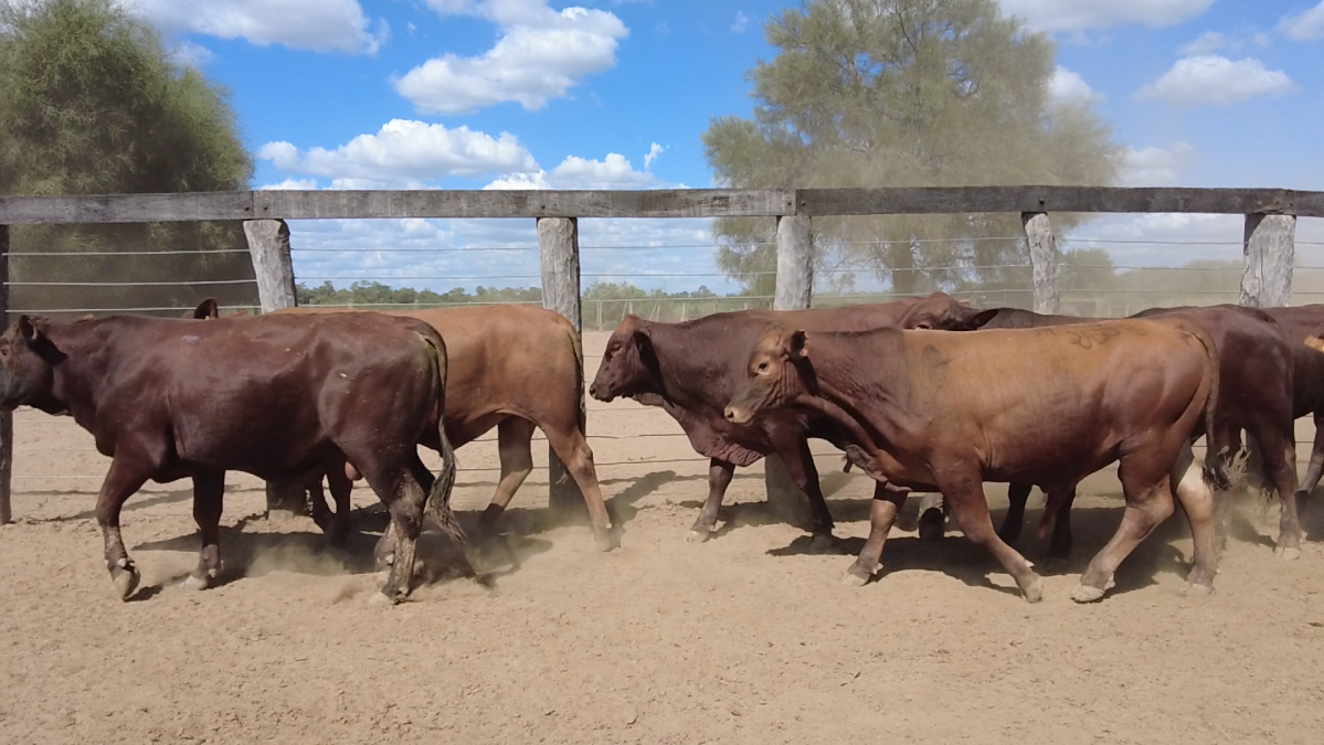 Feria de Plata ─ lote 31.1