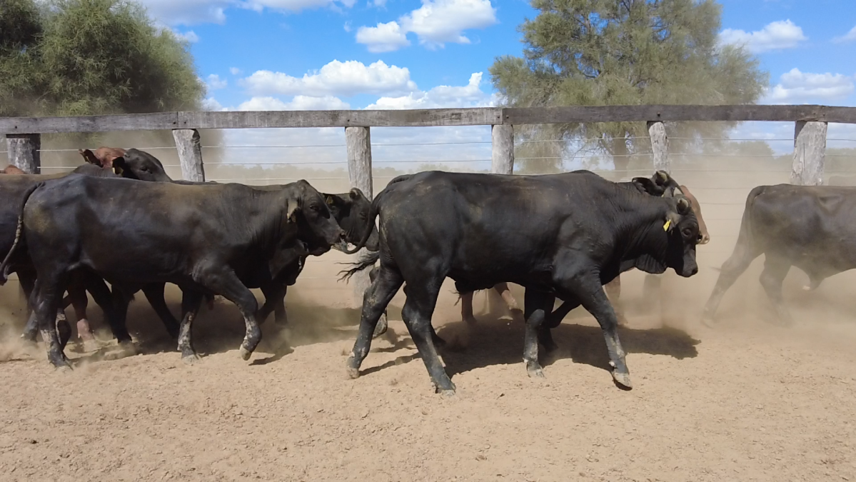 Feria de Plata ─ lote Lote 31 – N° insp. 6015