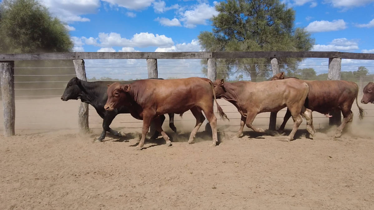 Feria de Plata ─ lote 31.3