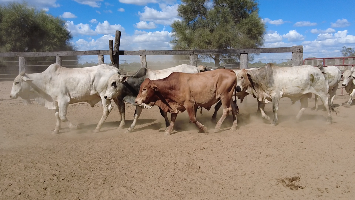 Feria de Plata ─ lote 32.1