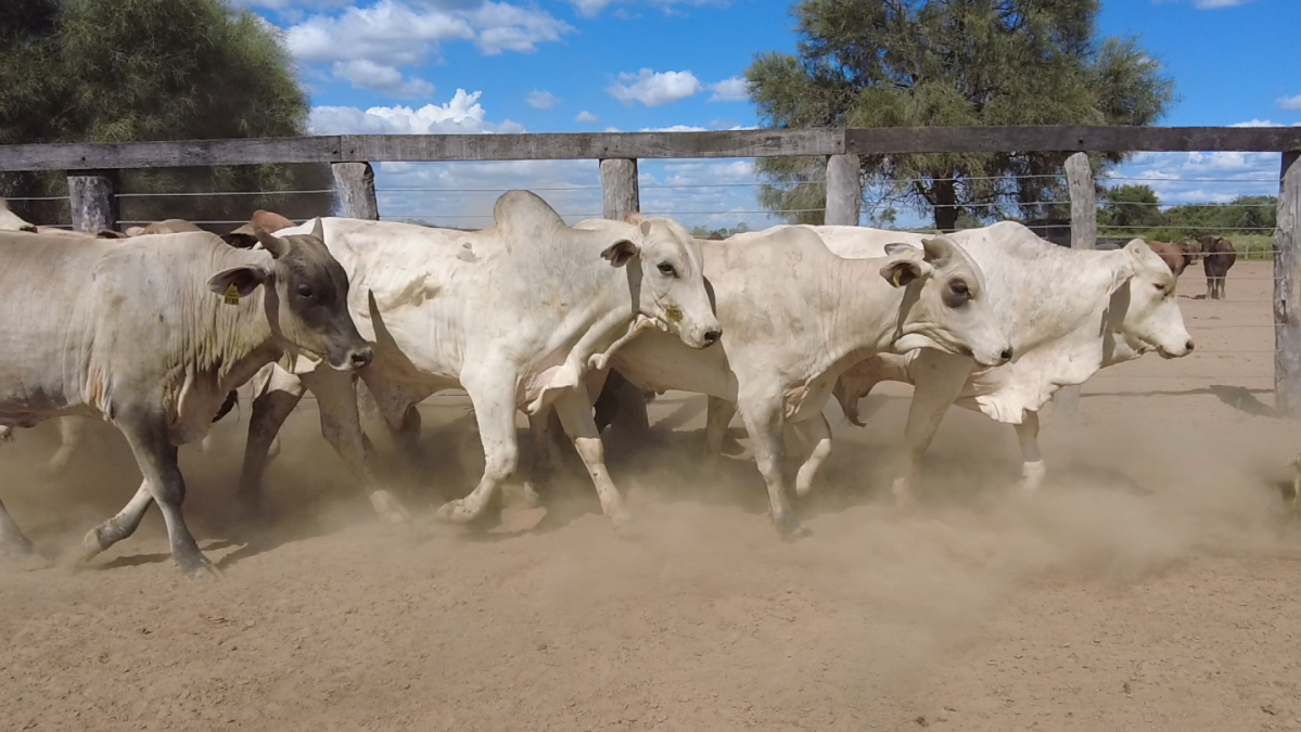 Feria de Plata ─ lote Lote 32 – N° insp. 6016